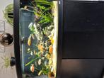 Fluval Vincenza 260 liter met cicliden/clownbotia/synodontis, Vis