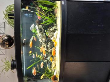 Fluval Vincenza 260 liter met cicliden/clownbotia/synodontis beschikbaar voor biedingen