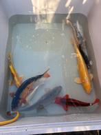 + 60 koi karpers kois, Dieren en Toebehoren, Karper of Koi