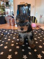 3 mooie yorkshire terrier mannetjes, Dieren en Toebehoren, Honden | Jack Russells en Terriërs, Yorkshire Terriër, Reu, 8 tot 15 weken