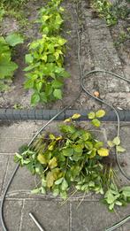Aardbeien plantjes, Tuin en Terras, Planten | Tuinplanten, Ophalen of Verzenden, Zomer, Volle zon
