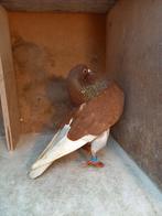 Gelderse slenken, Dieren en Toebehoren