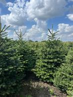 Kwaliteitsvolle Kerstbomen 6 soorten uit eigen kwekerij., Ophalen of Verzenden, In pot, Volle zon, Overige soorten