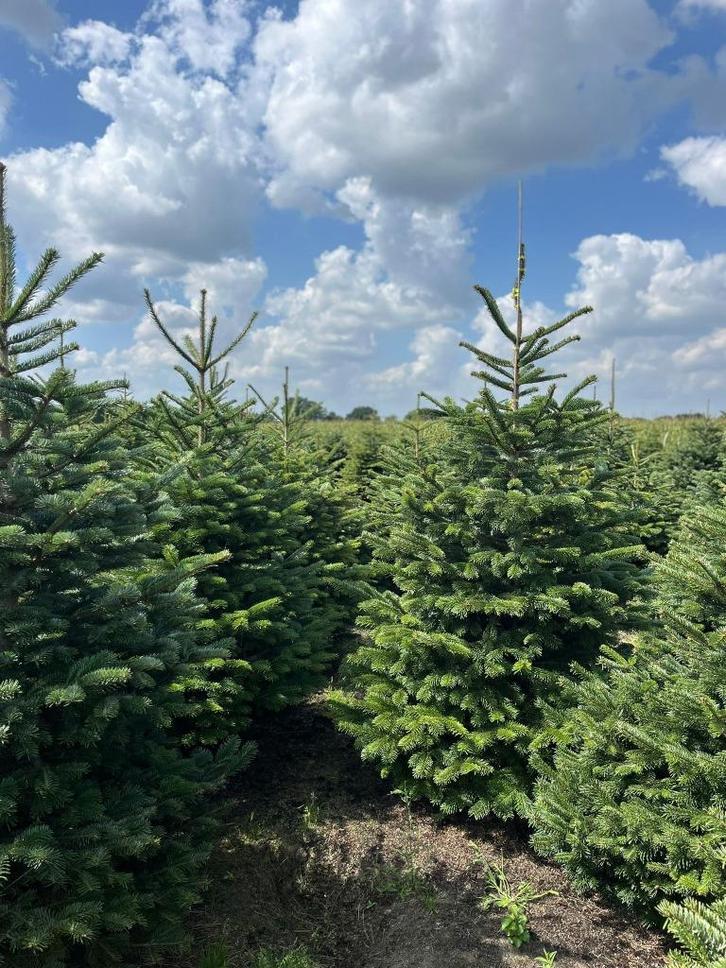 Kwaliteitsvolle Kerstbomen 6 soorten uit eigen kwekerij., Tuin en Terras, Planten | Bomen, Overige soorten, Volle zon, In pot
