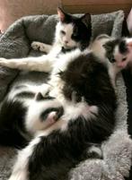 2 katertjes, 9 weken, Dieren en Toebehoren, Katten en Kittens | Overige Katten, Kortharig, Meerdere dieren, 0 tot 2 jaar