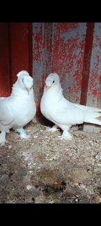 Turkse takla sier duif, Meerdere dieren