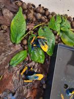 Nakweek gifkikkers, Dieren en Toebehoren, Amfibie, 0 tot 2 jaar