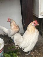 Te koop kip, Dieren en Toebehoren, Pluimvee, Vrouwelijk, Kip