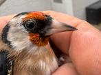 Te koop mooie klein putter, Dieren en Toebehoren, Vogels | Overige Vogels, Mannelijk, Wildzangvogel