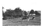 990268 Heelsum 1938 Gld Boerderij De Kabeljauw Gelopen