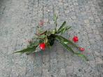 Cactus, Ophalen, Zo goed als nieuw