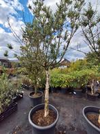 Olijfboom op Stam - Stevig en Mooi actie!! Olea europea, Tuin en Terras, Planten | Bomen, Bloeit niet, Ophalen of Verzenden, 100 tot 250 cm
