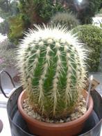 grote bol cactus, Cactus, Minder dan 100 cm, Ophalen