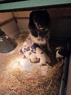 Friese stabij pups, Parvo, Overige rassen, 8 tot 15 weken, Meerdere