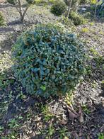 Osmanthus Burkwoodii Bol - Buxus Vervanger, Tuin en Terras, Ophalen of Verzenden