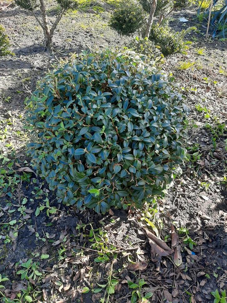 Osmanthus Burkwoodii schijnhulst  2 stuks nog beschrikbaar, Tuin en Terras, Planten | Tuinplanten, Ophalen of Verzenden