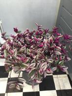 Grote Tradescantia of Vaderplant, Huis en Inrichting, Kamerplanten, Ophalen, Overige soorten, In pot, Minder dan 100 cm