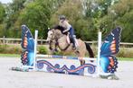 🌟 Irish Sport Horse merrie – valkkleur – 5 jaar 🌟, Merrie, Gechipt, M, Dressuurpaard