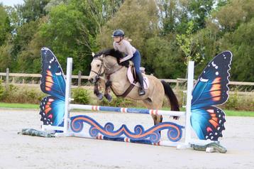 🌟 Irish Sport Horse merrie – valkkleur – 5 jaar 🌟 beschikbaar voor biedingen