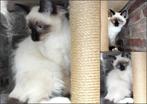 2 mooie raszuivere ragdoll katertjes sealpoint + black smoke, Dieren en Toebehoren, Katten en Kittens | Raskatten | Langhaar, Kater
