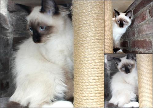 2 mooie raszuivere ragdoll katertjes sealpoint + black smoke, Dieren en Toebehoren, Katten en Kittens | Raskatten | Langhaar, Kater