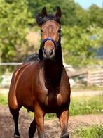 Te koop 3 jarige imponerende merrie, Dieren en Toebehoren, Paarden, Merrie, Dressuurpaard, 0 tot 2 jaar