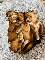 Medium Australian labradoodle ALF2 nest aankondiging, Dieren en Toebehoren, Parvo, Overige rassen, 8 tot 15 weken, Meerdere