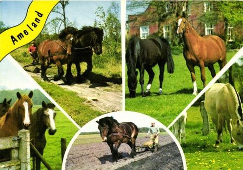Ameland - 5 afb met paarden - 1976 gelopen, Verzamelen, Ansichtkaarten | Nederland, Gelopen, Waddeneilanden, 1960 tot 1980, Ophalen of Verzenden