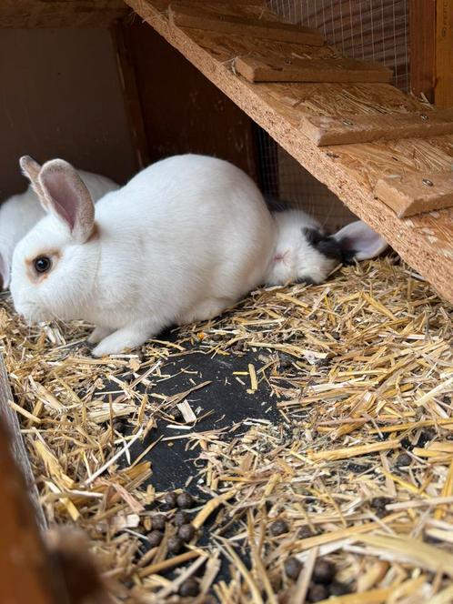 Dwergkonijntjes mogen gratis weg !!, Dieren en Toebehoren, Konijnen, Dwerg, Vrouwelijk
