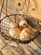 Consumptie eendeneieren., Dieren en Toebehoren, Pluimvee, Geslacht onbekend, Kip