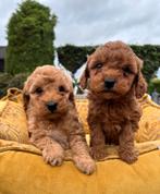 Labradoodle pups mini, Dieren en Toebehoren, Nederland, Overige rassen, 8 tot 15 weken, Meerdere
