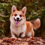 Welsh corgi Pembroke dekreu tobi, Dieren en Toebehoren, Parvo, Nederland, Reu, 1 tot 2 jaar