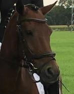 Donkerbruine frontriem Kavalkade, Dieren en Toebehoren, Paarden en Pony's | Hoofdstellen en Tuigage, Ophalen of Verzenden, Zo goed als nieuw