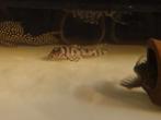L236SW Hypancistrus sp pleco l nummer, Vis