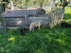 Ouessant ram, Dieren en Toebehoren, Schapen, Geiten en Varkens, Mannelijk, Schaap