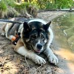 Akita Aiki, Dieren en Toebehoren, Honden | Poolhonden, Keeshonden en Oertypen, 6 jaar of ouder, Teef, Poolhond, Eén hond