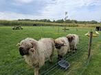Walliser Schwarnase rammen, Dieren en Toebehoren, Schapen, Geiten en Varkens, Mannelijk, Schaap, 0 tot 2 jaar