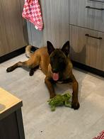 Jonge energieke en aanhankelijke Mechelse herder reu, Dieren en Toebehoren, Honden | Herdershonden en Veedrijvers, Rabiës (hondsdolheid)