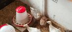 Gesexte pauwen kuikens tekoop, Dieren en Toebehoren, Meerdere dieren, Tropenvogel