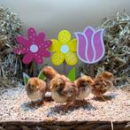 Tamme Rhode Island Red kriel kuikens gesekst & ingeënt, Dieren en Toebehoren, Pluimvee, Vrouwelijk, Kip