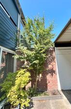 Meidoorn, Overige soorten, Lente, 400 cm of meer, Ophalen