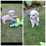 Super mooie speelse goldendoodle pups, Dieren en Toebehoren, Golden retriever, Reu, 8 tot 15 weken, Meerdere