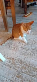 Kitten (m) 4 mnd, Dieren en Toebehoren, Katten en Kittens | Overige Katten