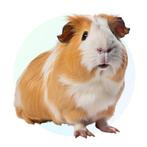 Cavia oppas opvang, Dieren en Toebehoren, Geslacht onbekend, Cavia, Voor 1 juli 2024, Tam