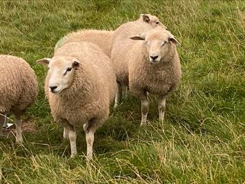 Noordhollander dekrammen beschikbaar voor biedingen