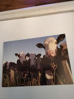 NIEUWSGIERIGE KOEIEN. 1997, Ophalen of Verzenden, 1980 tot heden, Natuur