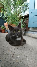 MINI, Dieren en Toebehoren, 3 tot 5 jaar