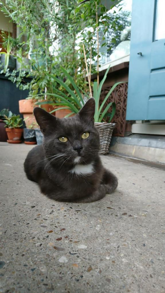 MINI, Dieren en Toebehoren, Katten en Kittens | Dekkaters, 3 tot 5 jaar