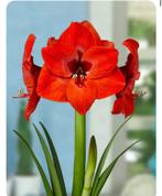 Amaryllis bollen, Ophalen, Volle zon