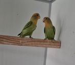 2 roseicolli poppen, Dieren en Toebehoren, Vrouwelijk, Dwergpapegaai of Agapornis, Geringd